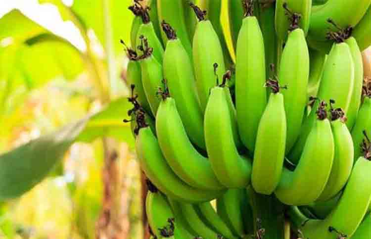 Banana for navratri special foods