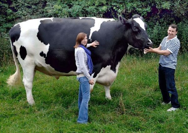 tallest cow of the world