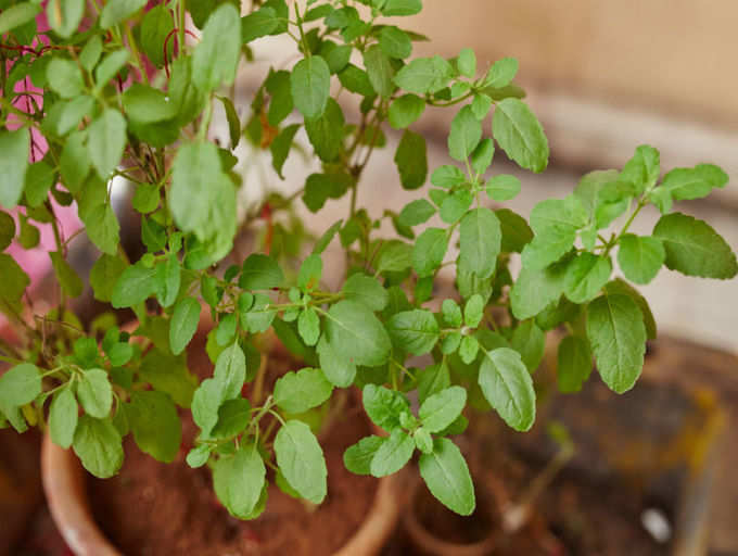 use tulsi for relaxation from stress