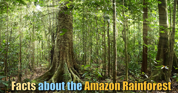 Facts on Amazon Rainfoest, अमेज़न वर्षावन के बारे में तथ्य